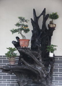 乌木根雕 阴沉木 根雕花架 红椿乌木根雕自然花架 屏风价格 厂家 图片
